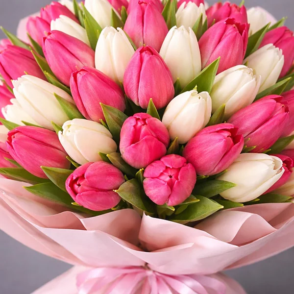 51 бело-розовый тюльпан